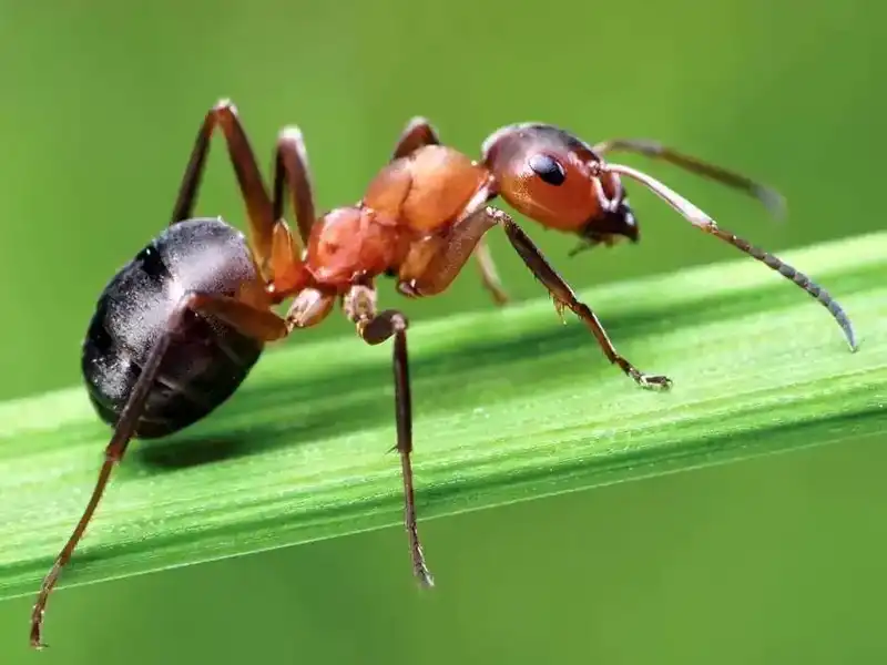 图片[1]-十万个冷知识：蚂蚁之间的战争-共享一下