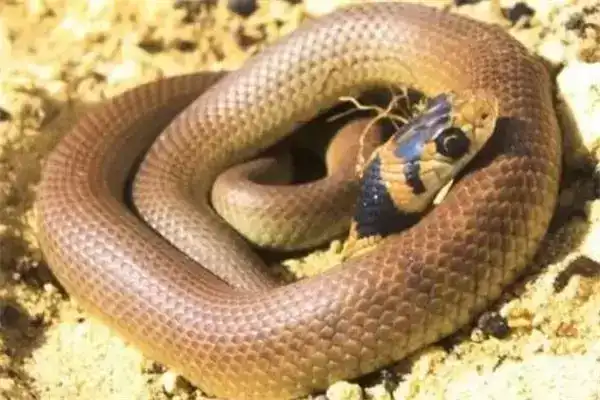 世界10大毒蛇，眼镜王蛇和黑曼巴蛇上榜，你有遇到过吗？