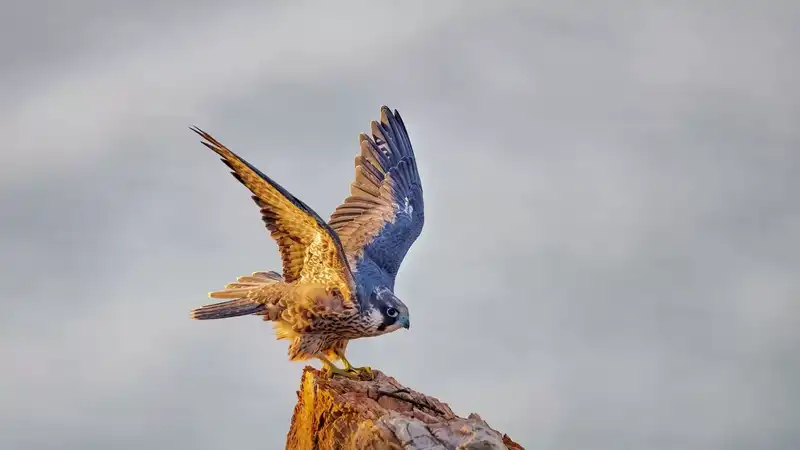 凶猛的空中猎手—游隼，鸟中的战斗机是怎样炼成的？