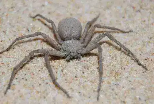 地球上10大毒蜘蛛，第一攻击性极强会致命，你知道几种？